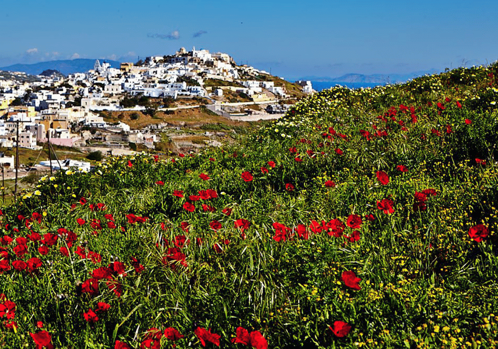 A stunning display of red flowers in Santorini, capturing the essence of Greek Easter celebrations